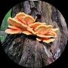 myocopia